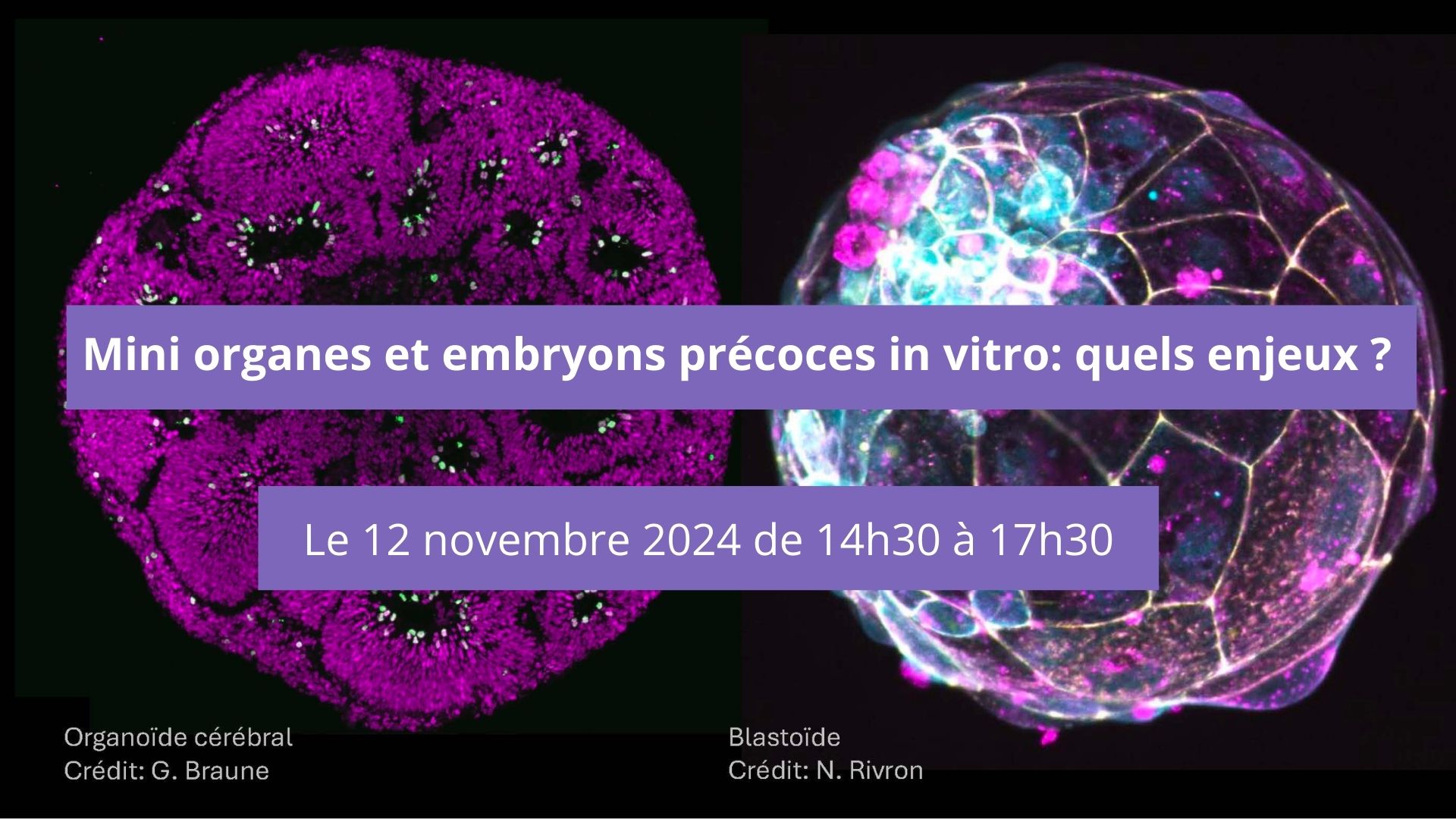Mini-organes et embryons précoces in vitro : Quels enjeux ?